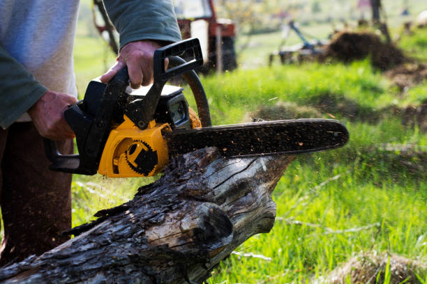 How Our Tree Care Process Works  in  Port St Lucie, FL